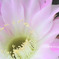 DPP_28116