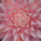 PINK.