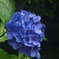 ひっそりと紫陽花