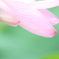 　淡い恋ごころ
