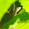 カナヘビ