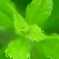 緑