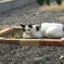 ねこ