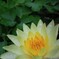 睡眠する蓮
