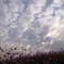 R0010407