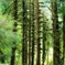 moss