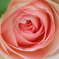 　　　薔薇の回廊　　7