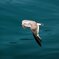 seagul