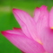 蓮の花