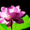 花蓮