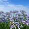 夏風そよぐ