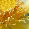 蓮の花