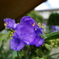 名もなき花