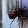 まさかの７階の自分の部屋の網戸にカブトムシ！