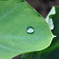 水玉