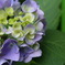 紫陽花