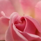 Rose adagio