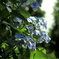 Hydrangea (1)