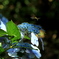 Hydrangea (2)