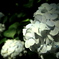 Hydrangea (3)