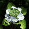 Hydrangea (4)