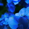 紙の花