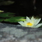 一輪の花