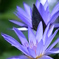 Water Lily