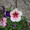 花（白ピンク）