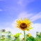 Summer SUNFLOWER!!