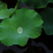 雨露