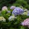 紫陽花