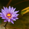 花ランプ