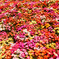 花の絨毯