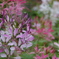 花　８