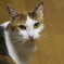 いぬがつれてきたねこ