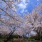 白野江公園　桜