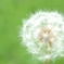 白い線香花火