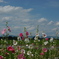 花と田園