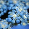 Blue Star