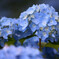 雨降り紫陽花