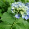 紫陽花