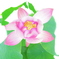 咲くやこの花館　ハイキー