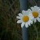 キレイのお花です
