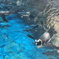 ペンギン1