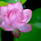蓮の花