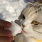 雪の味見