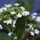 紫陽花