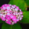 紫陽花