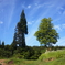 trees。